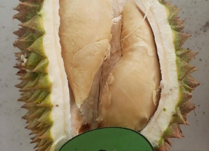 Negeri Penghasil Durian Terbesar di Sumbar Siap Kembangkan Durian Standar Ekspor