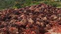 TBS kelapa sawit kembali mengalami kenaikan di Provinsi Riau