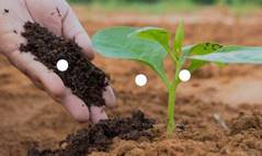 Ilustrasi pemberian pupuk organik pada tanaman dalam menjaga kualitas tanah untuk lahan pertanian sesuai intruksi Presiden Joko Widodo. Ist